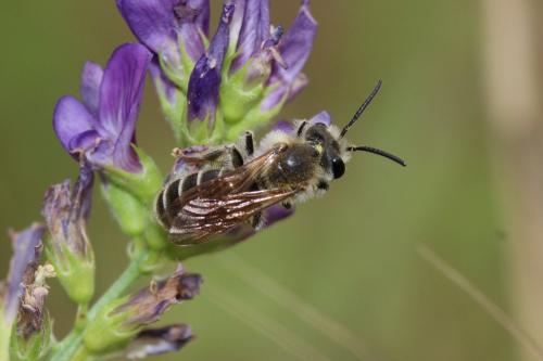 Andrena sp.
